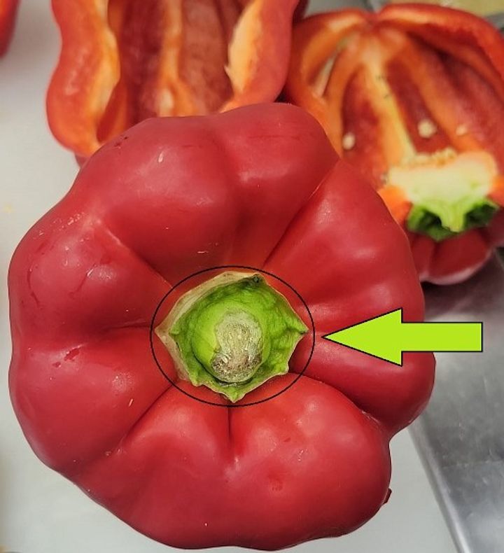 Why Are My Bell Peppers So Small? – The Garden Bug Detroit